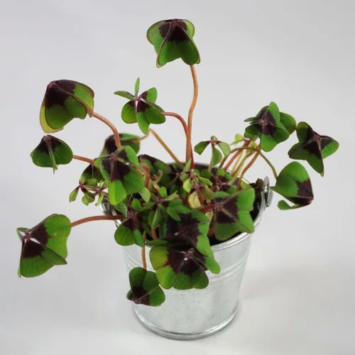 Trèfle à 4 feuilles dans pot en zinc – 2 formats – BONHEUR – Image 3