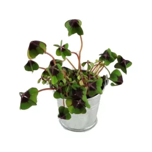 Trèfle à 4 feuilles dans pot en zinc – 2 formats – BONHEUR