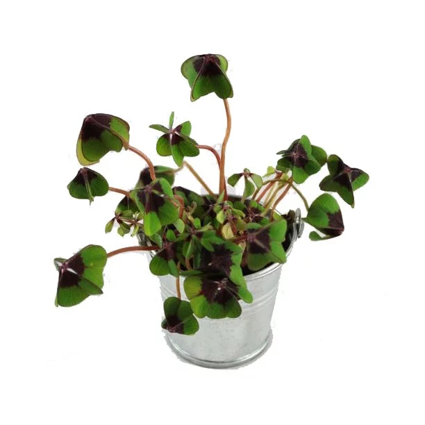 Trèfle à 4 feuilles dans pot en zinc – 2 formats – BONHEUR – Image 2